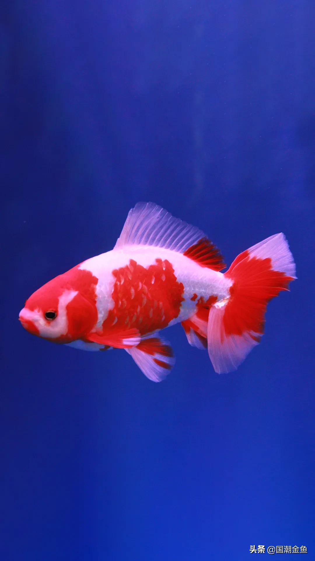 除夕“集五福”!五种福气满满的金鱼,祝您年年有余