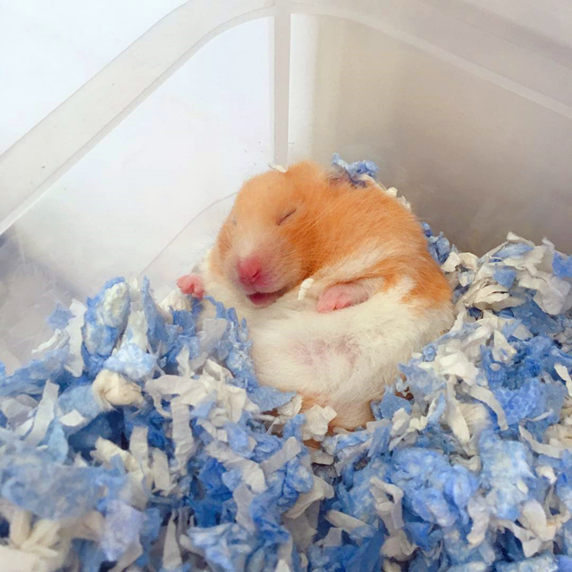 仓鼠会因为睡眠不够而死亡,仓鼠在笼里一直狂躁不安