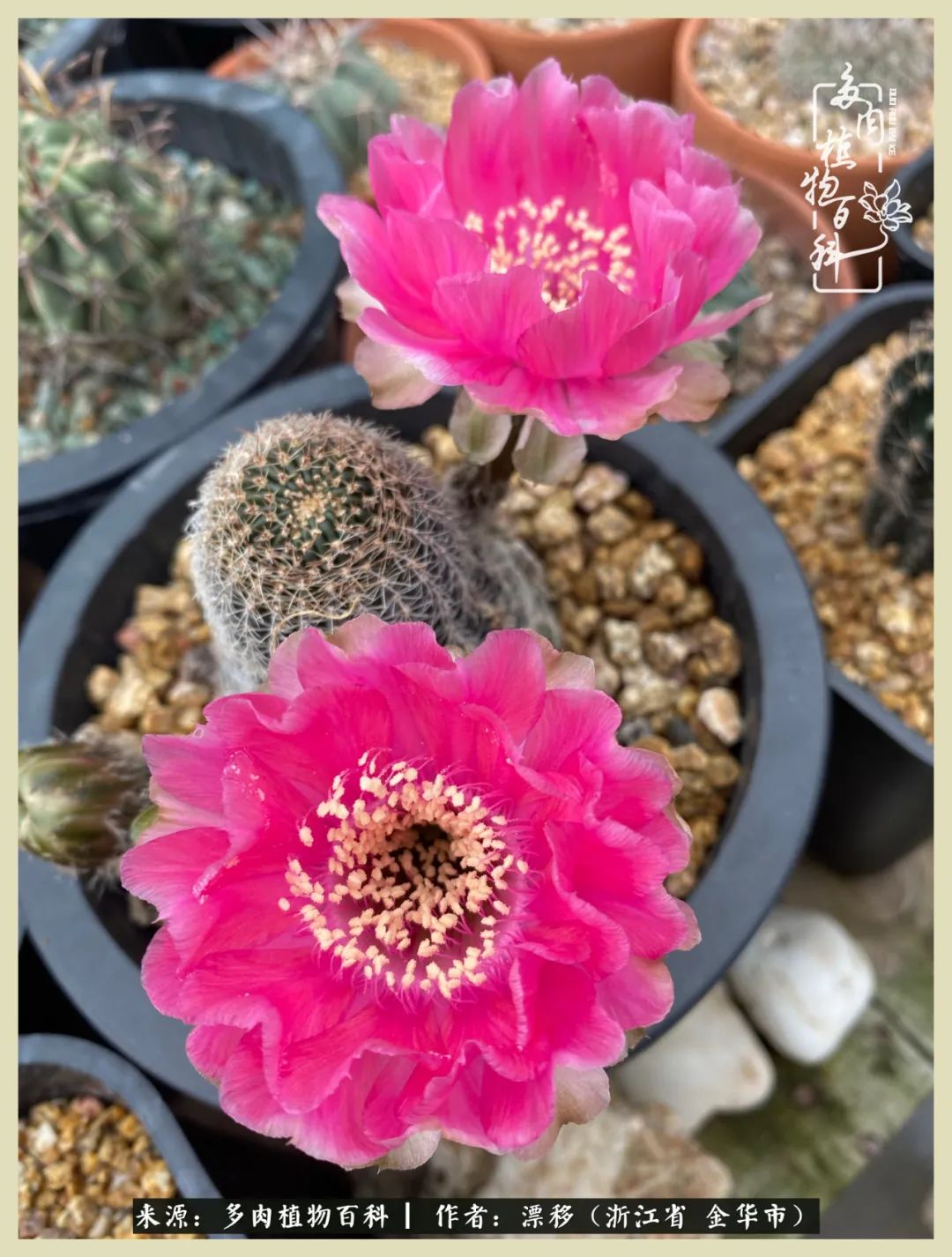 仙人球开花并散发着香味,仙人球花盛开吐露芬芳