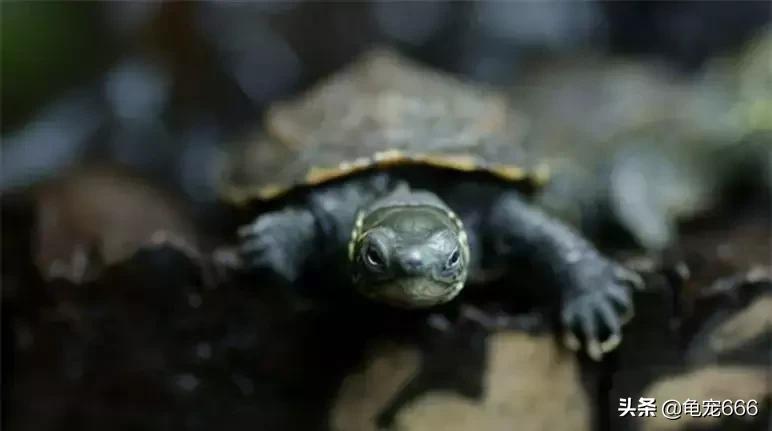 国龟魅力,国龟的韵味美的无法形容