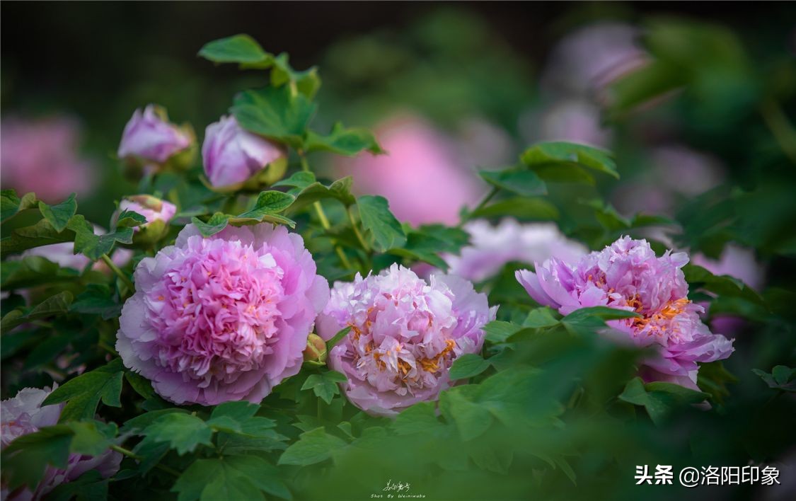 国花雍容华贵牡丹花,雍容华贵富贵牡丹