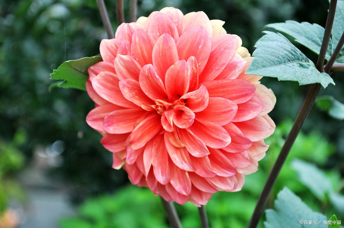 大丽花花苞期可以往叶面浇水吗,盆栽大丽花冬季怎么养护和浇水