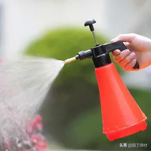 月季上长了红蜘蛛不要怕，教你两种方法轻松应对