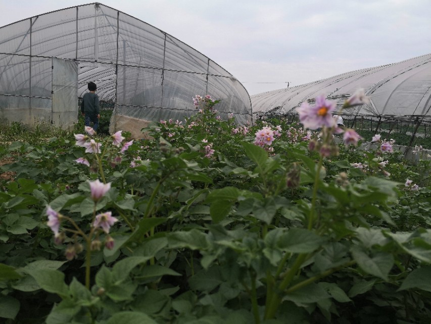 长沙附近摘草莓的地方在哪里,长沙开福区周边摘草莓的地方