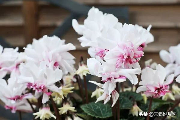 足不出户,带你了解2020日本园艺圈「新品种大赏」