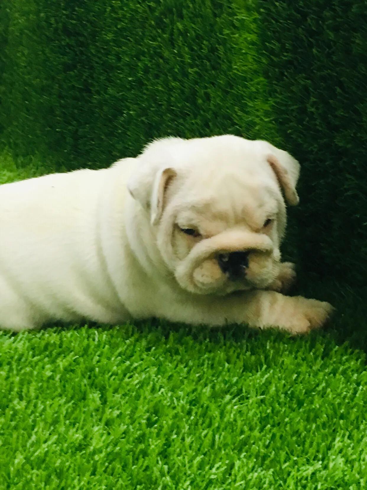 狗狗不定点排便怎么办,如何训练狗狗拉屎