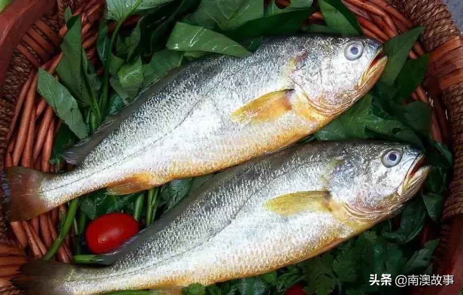 南澳渔民出海最常见的50种海鱼，都吃过，你就能退休了！