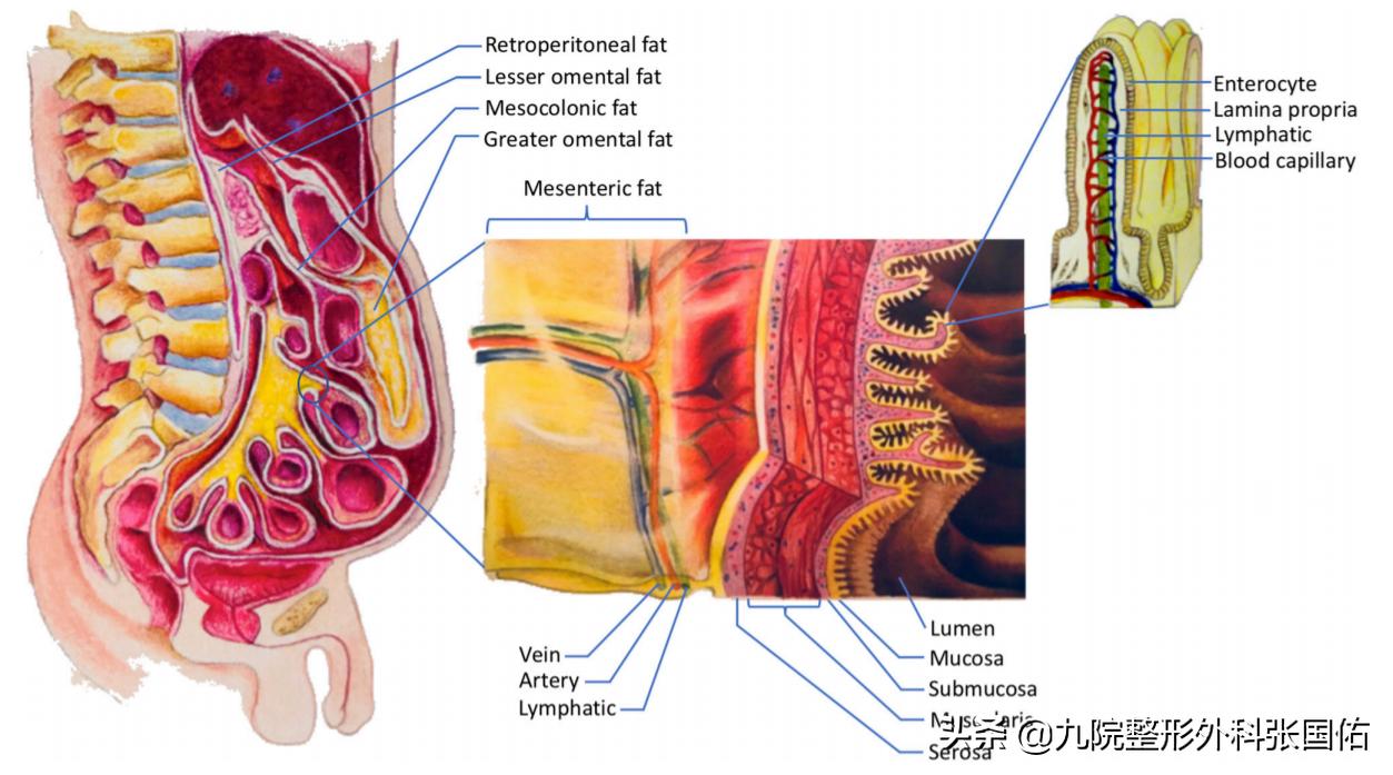 肥胖型大肚子的表现,肥胖大肚子是怎么引起的