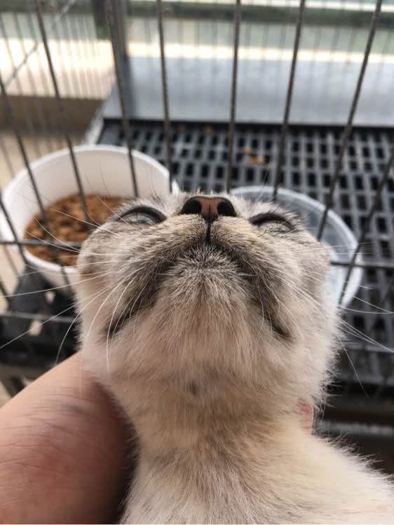 猫咪咬臭屁虫,猫咪咬人被铲屎官教育