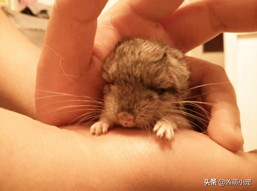 开店的伊始-龙猫宝宝