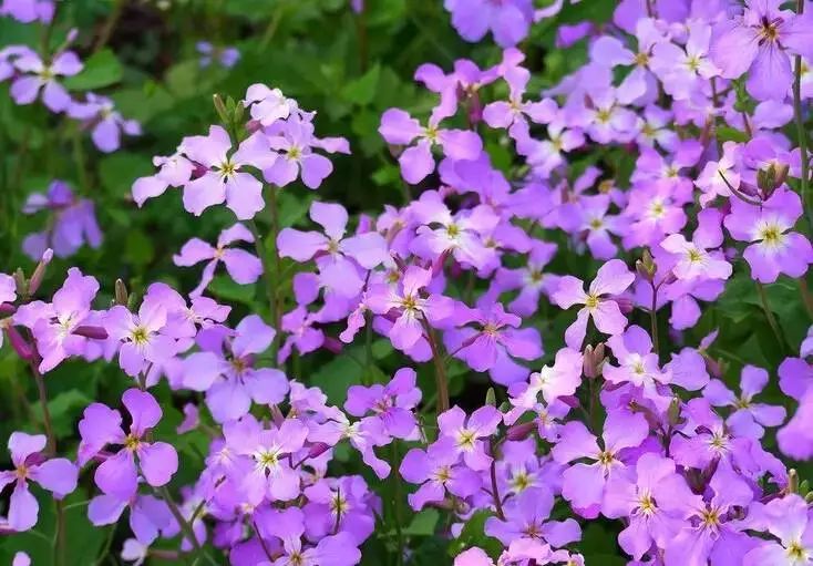 园林花卉学知识点,园林花卉学第三版知识点