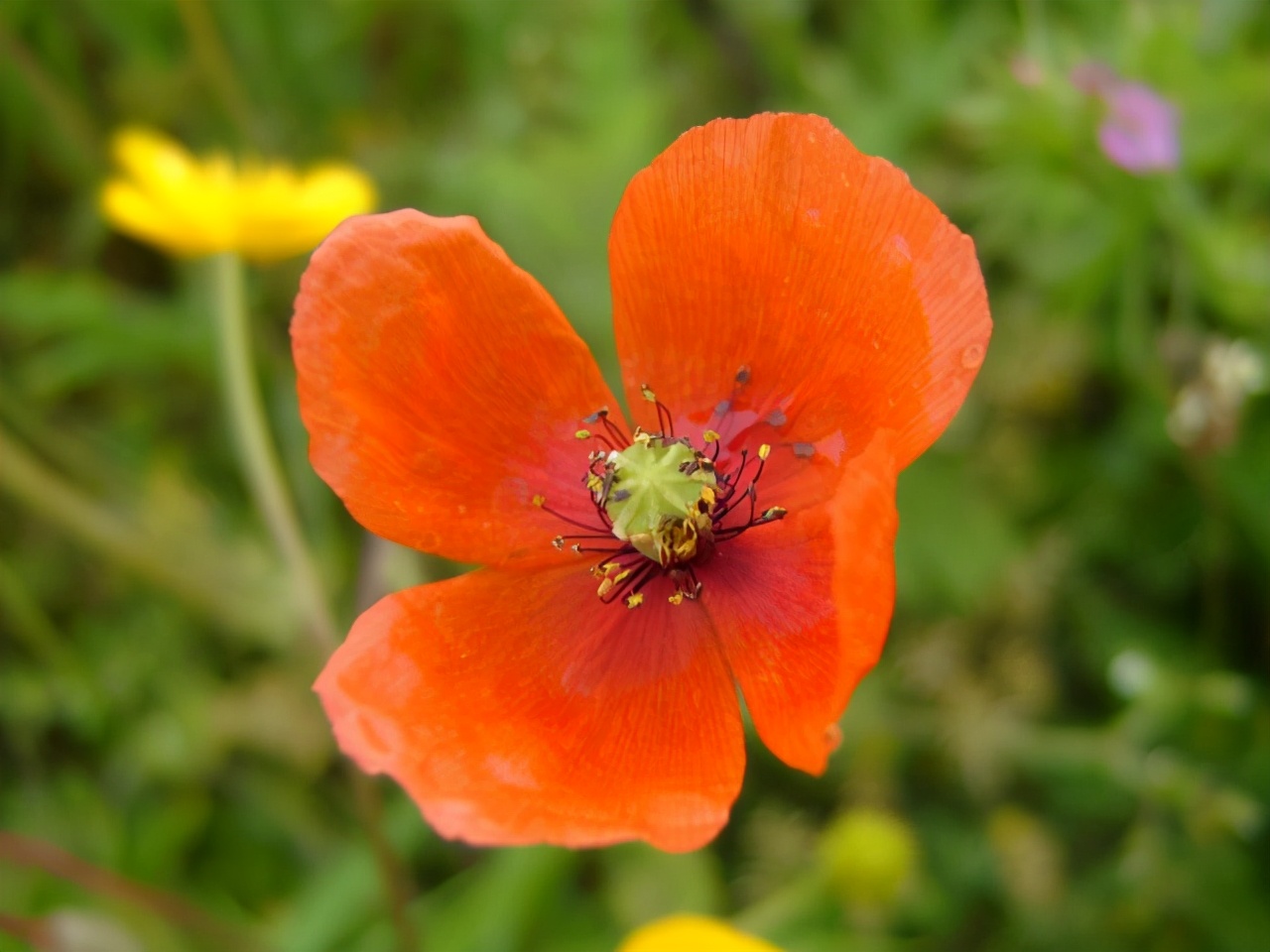 什么花适合送生日花,你的生日代表的花朵及寓意图片