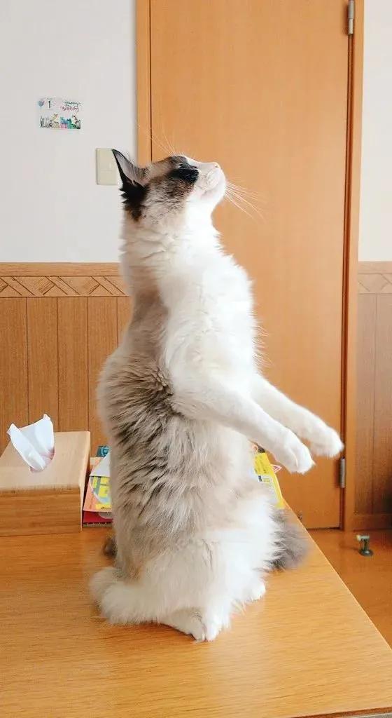 猫的终极凡尔赛：你的屏幕放不下我的腿