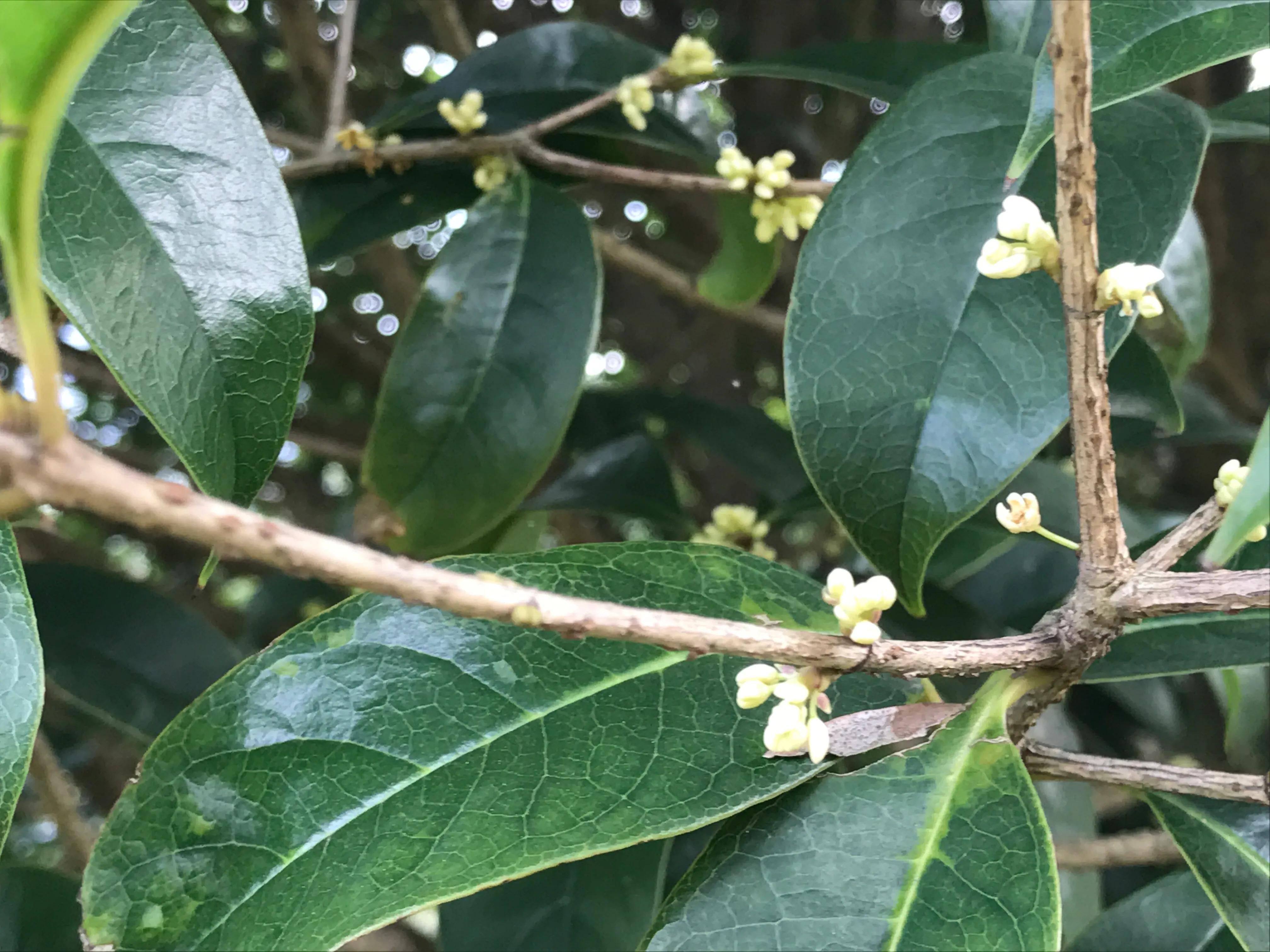 澶х編鑼跺北鏅尯,澶х編鑼跺北缇庢櫙