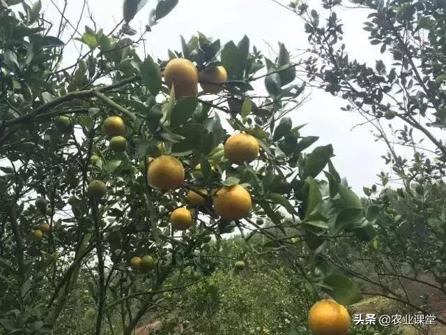 柑橘春季掉叶子怎么补救,柑橘树全掉叶子是什么原因
