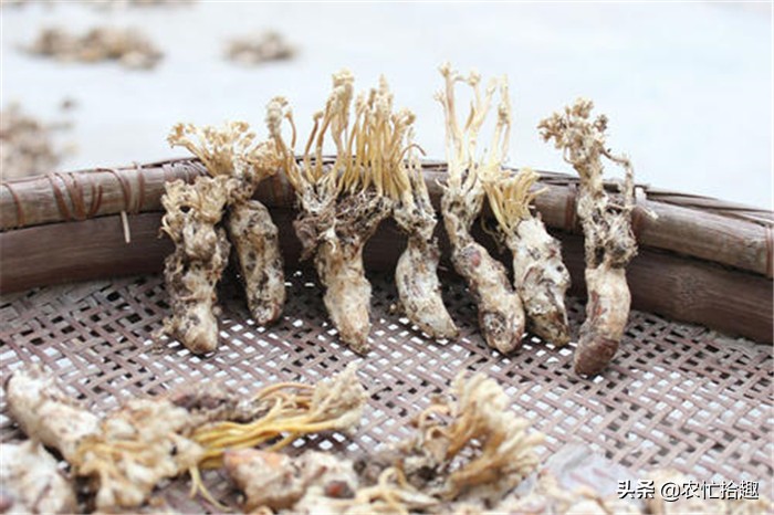 虫草放时间长不会有毒吧 (为什么说有的地方的虫草有毒)