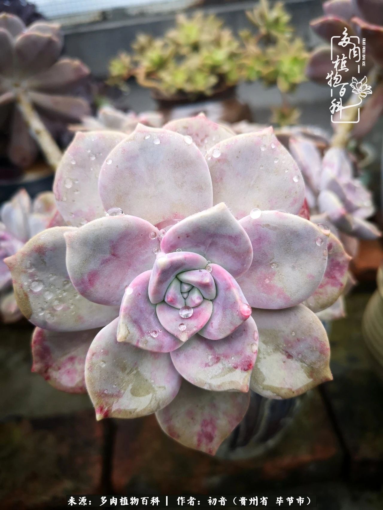 和多肉共度美好时光,与多肉一起成长