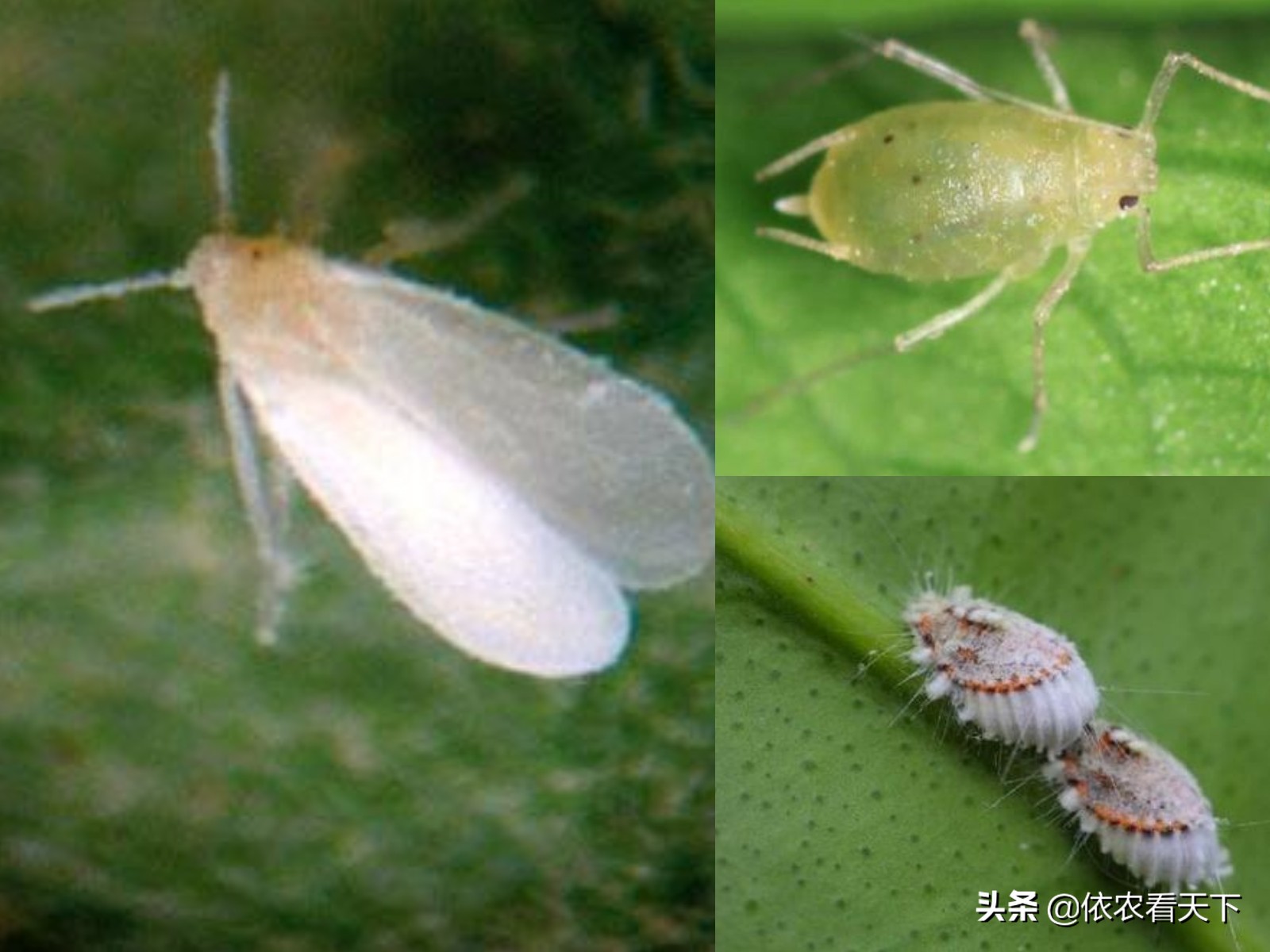 煤污病产生的原因,煤污病虫子多怎么治