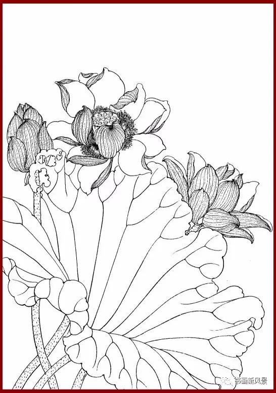 工笔白描简单荷花视频教程,工笔荷花的各种形态白描稿