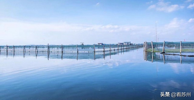 阳澄湖大闸蟹为什么能独占鳌头,阳澄湖大闸蟹上岸