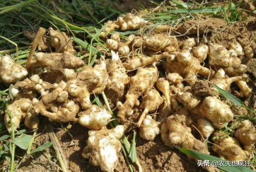 叫姜却不是姜，种1次能采收多年，曾遭农民嫌弃，如今成稀罕菜