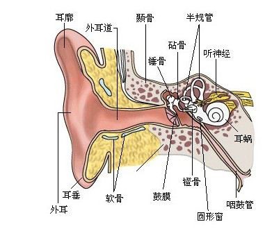 游泳耳朵进水后耳朵疼,孩子游泳耳朵进水耳朵疼怎么回事