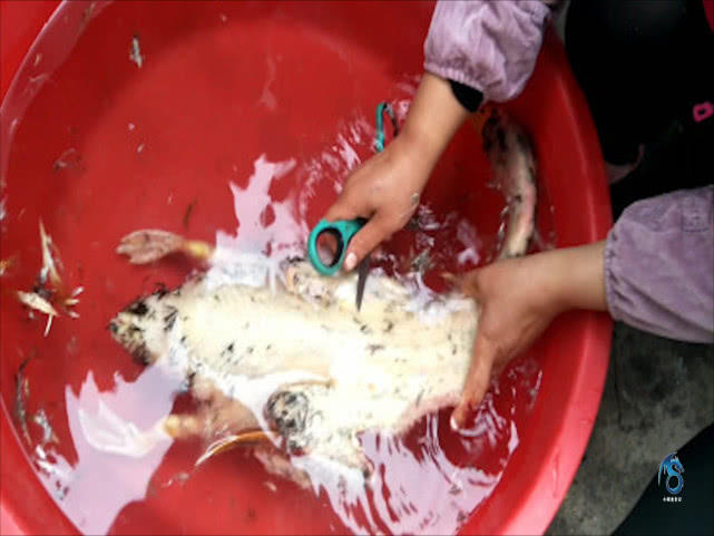 鸭子容易拔毛方法,鸭子拔毛诀窍