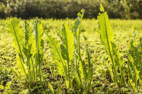 这*猪种**都不吃的野菜，原来是味调味品，可人工种植