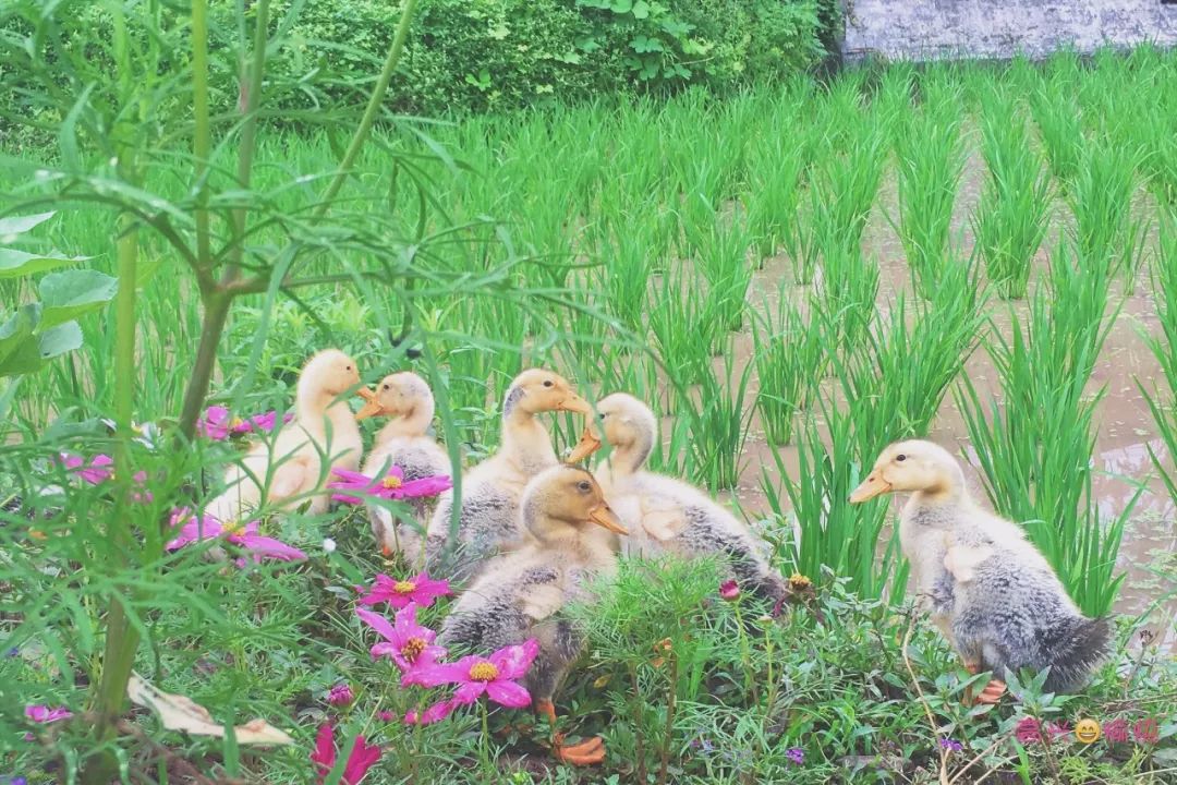 田园风光稻田帐篷,稻田星空露营基地