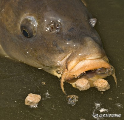 话说欧鲤钓之科学篇,欧鲤钓知识讲解