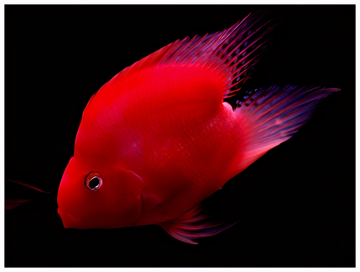 鹦鹉鱼最佳观赏鱼,观赏鱼鹦鹉鱼如何饲养教程