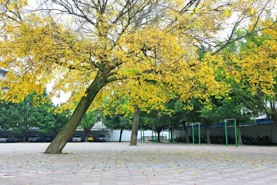 江西省南康中学校歌歌词,大余南安中学校歌