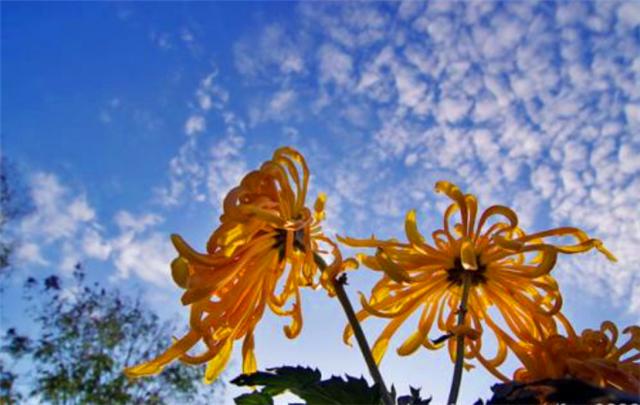 关于菊花姿态优美的诗句,描写菊花诗句经典语录