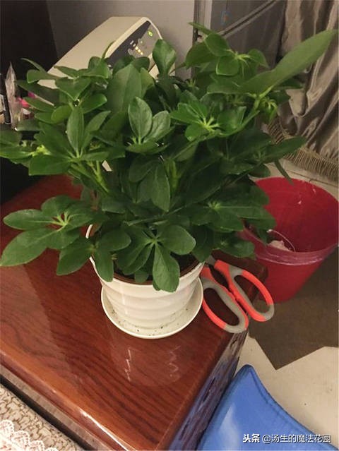 冬天办公室的绿萝要不要浇水,绿萝冬天烂根怎么处理