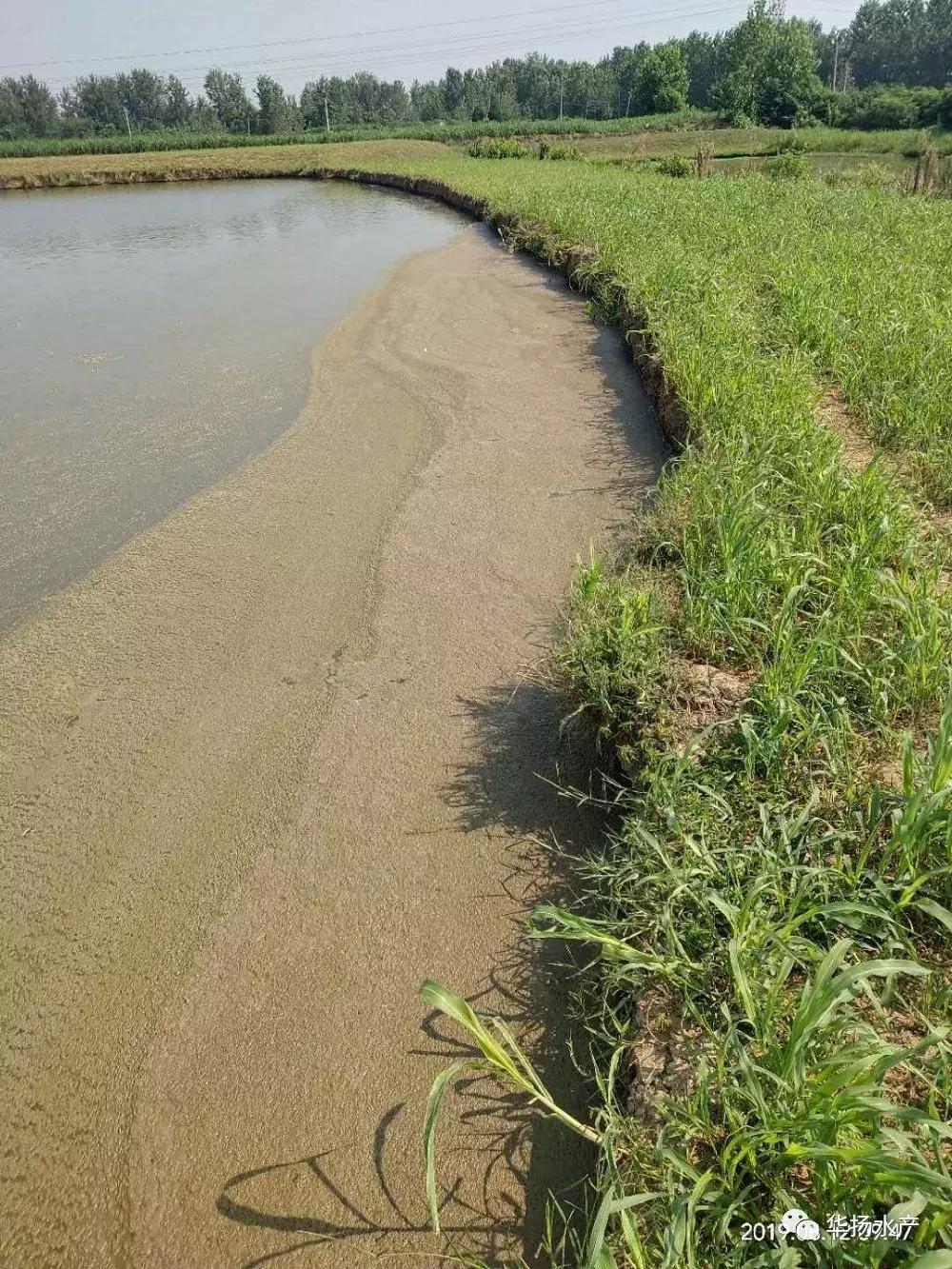 为什么池塘里的水一直很浑浊,草缸水面有气泡和油膜是怎么回事