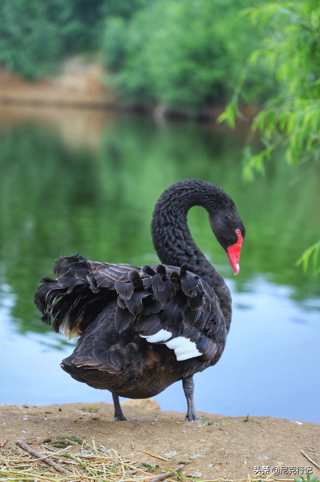 山东龙口之旅：4000头奶牛同时挤奶场面壮观，鲜奶的味道很特别
