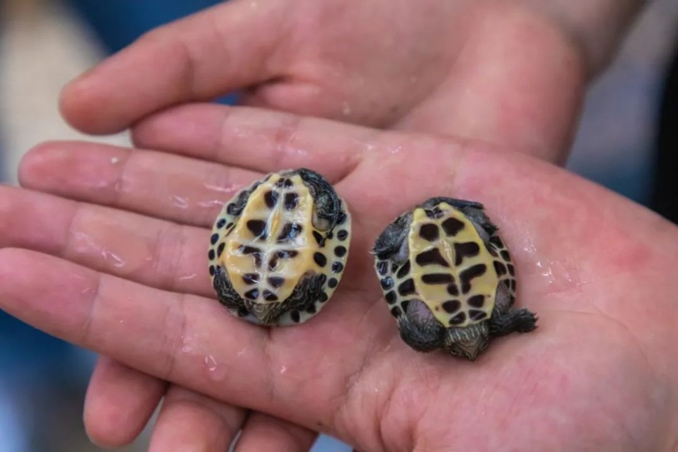 盘点广东人的夏日消暑神器,消暑必备神器凉粉