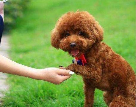 泰迪犬训练方法大全,泰迪犬怎样训练