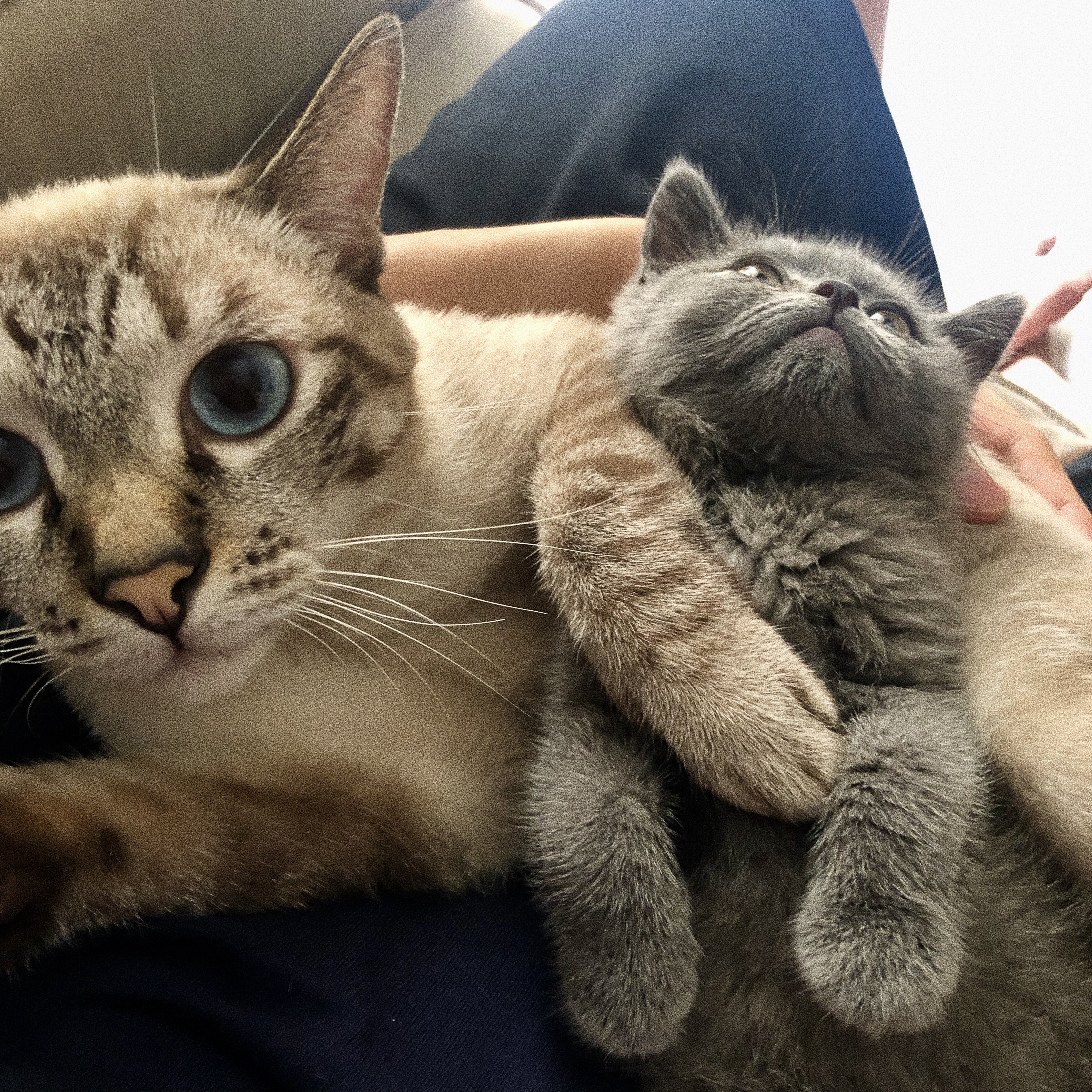 有多少人养猫，头都大了？简述一下我的养猫历程