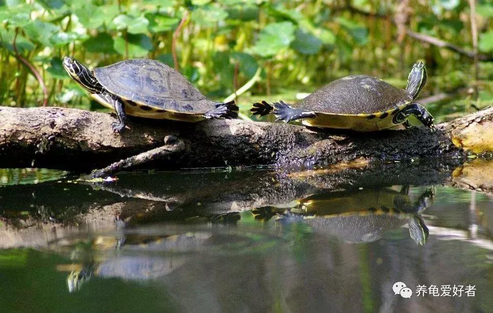 龟类冬眠期,龟什么时候开始冬眠
