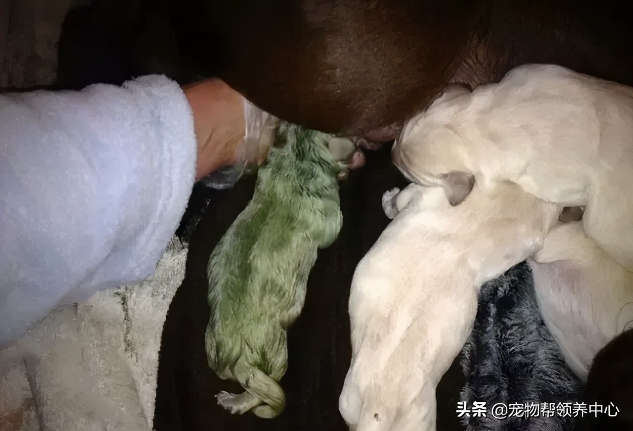 幼犬粪便里有毛发正常么,幼犬出生到满月毛色怎么变了