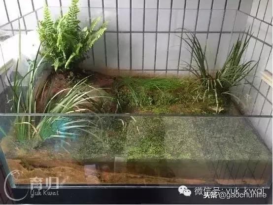 黄缘龟新手指南,怎么挑选黄缘龟