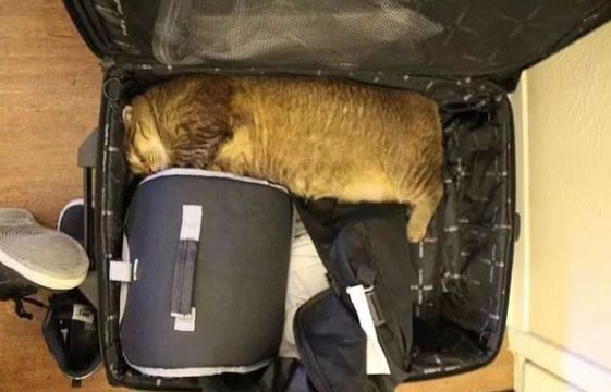 安检时猫在行李箱,安检行李箱有只猫