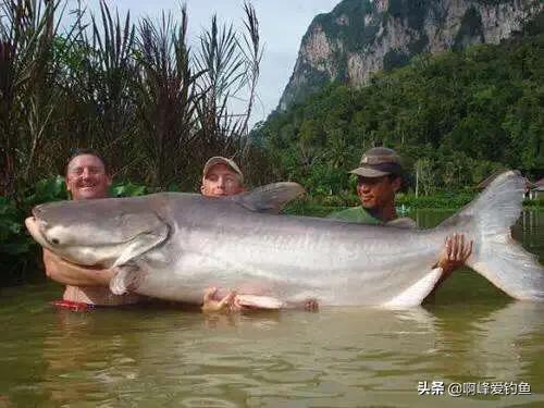 为什么钓鱼人讨厌鲶鱼,解锁鲶鱼钓鱼的乐趣只有钓鱼人懂