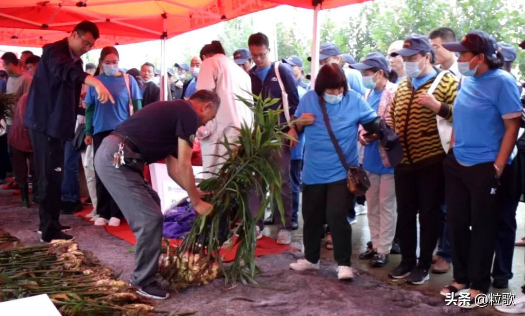 住商肥料“脲醛+”减肥增效中国行:大姜“吃”套餐