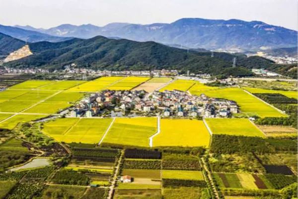 大学生返乡创业做什么项目好,大学生回农村创业有哪些好项目