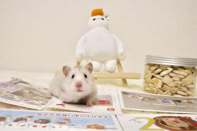 小仓鼠怎么吃才有营养,学生党给仓鼠吃什么