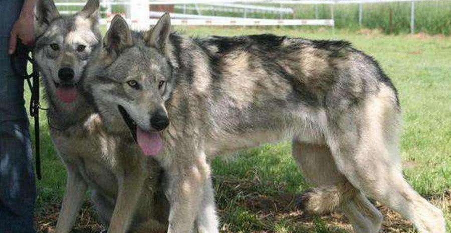 捷克狼犬和哈士奇哪个像狼,哪些狗和哈士奇很像狼犬
