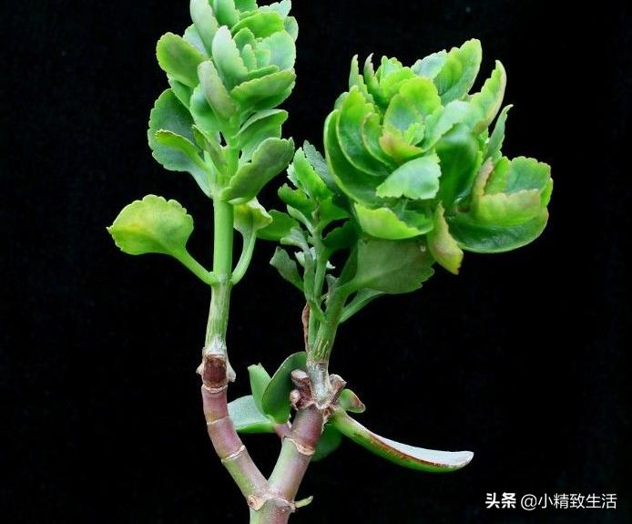 无根不死鸟嫁接长寿花教程,长寿花这样嫁接花期长还不会烂根