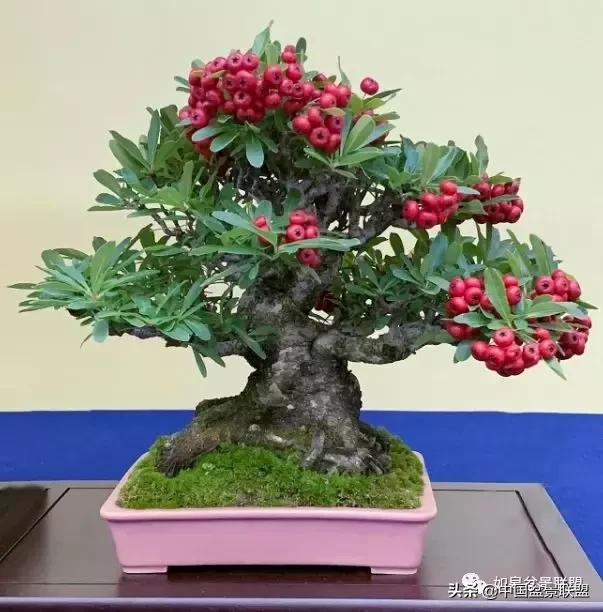 日本盆景巨匠木村正彦作品全程 (木村正彦盆景作品)